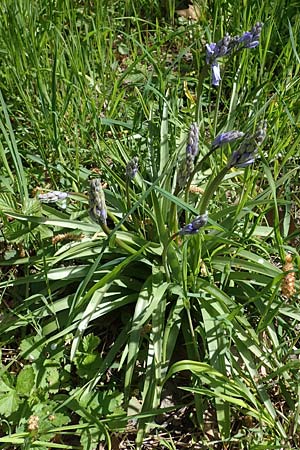 Hyacinthoides hispanica x non-scripta \ Hybrid-Hasenglckchen, D Ludwigshafen 22.4.2021