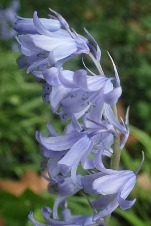 Hyacinthoides hispanica x non-scripta \ Hybrid-Hasenglckchen / Bluebell Hybrid, D Ludwigshafen 4.5.2021