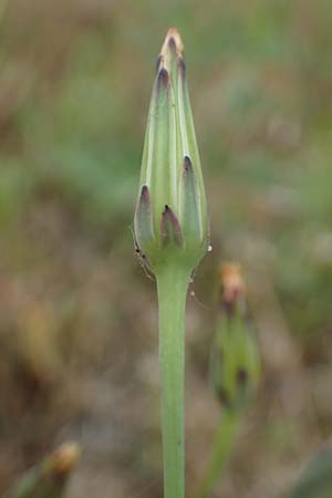 Hypochaeris glabra \ Kahles Ferkelkraut, Sand-Ferkelkraut / Smooth Cat's-Ear, D Hockenheim 8.6.2021