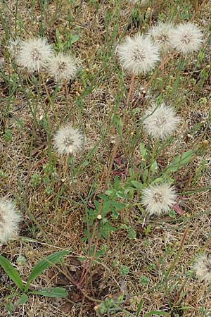 Hypochaeris glabra \ Kahles Ferkelkraut, Sand-Ferkelkraut / Smooth Cat's-Ear, D Hockenheim 8.6.2021