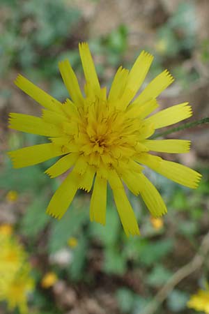 Hieracium glaucinum \ Frhblhendes Habichtskraut / Early Hawkweed, D Bensheim 29.4.2022