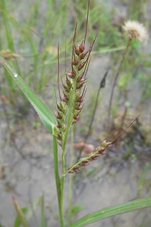 Echinochloa crus-galli \ Hhnerhirse / Cockspur, D Babenhausen 11.8.2007