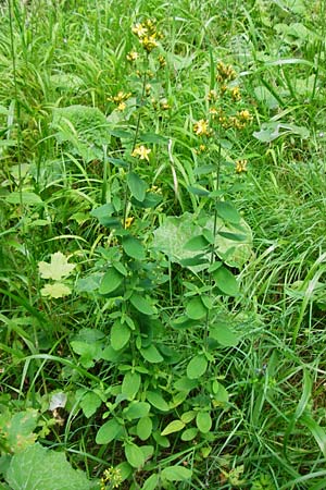 Hypericum montanum \ Berg-Johanniskraut / Pale St. John's-Wort, D Meßstetten-Unterdigisheim (Schwäb. Alb) 11.7.2015