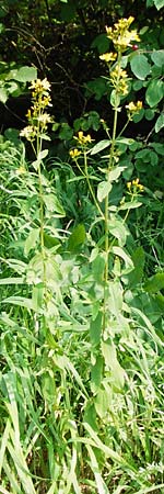 Hypericum montanum \ Berg-Johanniskraut, D Meßstetten-Unterdigisheim (Schwäb. Alb) 11.7.2015