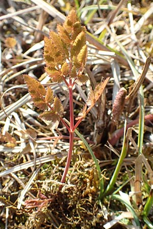 Peucedanum cervaria \ Hirschwurz-Haarstrang, D Östringen-Eichelberg 18.3.2016