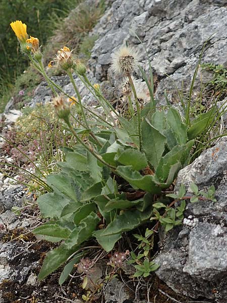 Hieracium humile \ Niedriges Habichtskraut / Dwarf Hawkweed, D Fridingen 26.6.2018