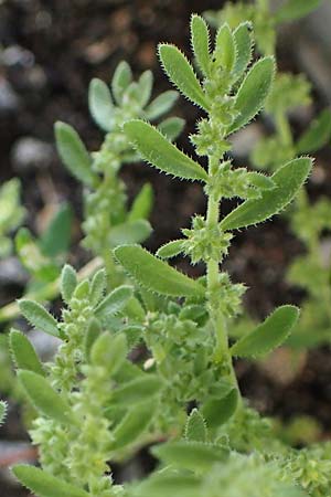 Herniaria hirsuta \ Behaartes Bruchkraut, D Niederalteich 31.7.2021