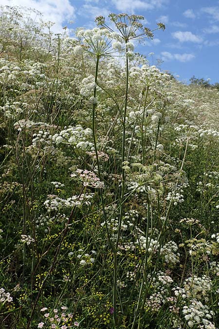 Peucedanum cervaria \ Hirschwurz-Haarstrang, D Grünstadt-Asselheim 6.8.2021