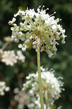 Peucedanum cervaria \ Hirschwurz-Haarstrang, D Grünstadt-Asselheim 6.8.2021