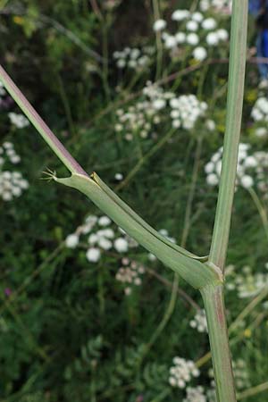 Peucedanum cervaria \ Hirschwurz-Haarstrang, D Grünstadt-Asselheim 6.8.2021