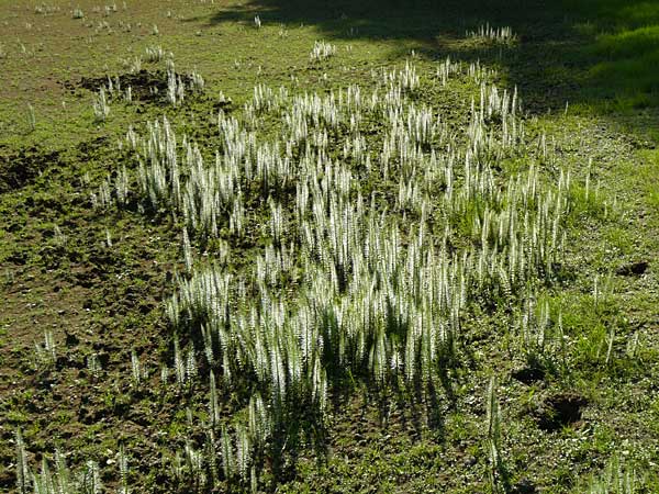 Hippuris vulgaris \ Tannenwedel / Mare's Tail, D Mannheim 30.8.2015