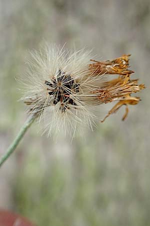 Hieracium lachenalii \ Gewhnliches Habichtskraut, D Wald-Erlenbach 30.7.2016