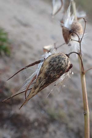 Vincetoxicum hirundinaria \ Schwalbenwurz / White Swallow Wort, D Mannheim 23.9.2016