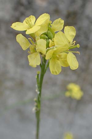 Hirschfeldia incana \ Grau-Senf / Shortpod Mustard, Buchanweed, D Ludwigshafen 13.9.2017