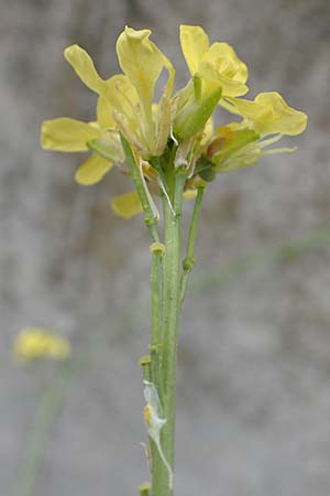 Hirschfeldia incana / Shortpod Mustard, Buchanweed, D Ludwigshafen 13.9.2017