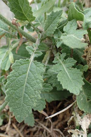 Hirschfeldia incana / Shortpod Mustard, Buchanweed, D Ludwigshafen 13.9.2017