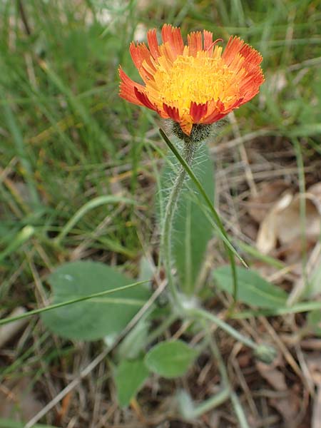 Hieracium x stoloniflorum \ Luferbltiges Habichtskraut, D Hagen 23.5.2019