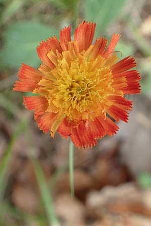 Hieracium x stoloniflorum \ Luferbltiges Habichtskraut, D Hagen 23.5.2019