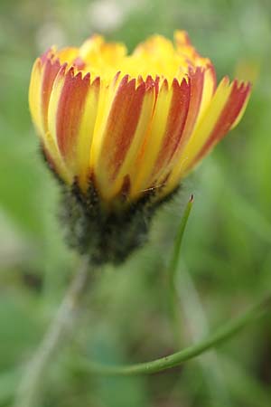 Hieracium x stoloniflorum \ Luferbltiges Habichtskraut / Hybrid Hawkweed, D Hagen 23.5.2019