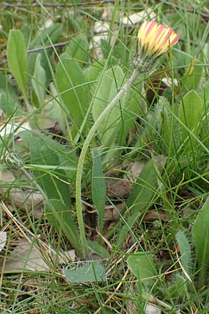 Hieracium x stoloniflorum \ Luferbltiges Habichtskraut / Hybrid Hawkweed, D Hagen 23.5.2019