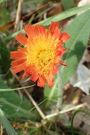 Hieracium x stoloniflorum \ Luferbltiges Habichtskraut / Hybrid Hawkweed, D Hagen 23.5.2019