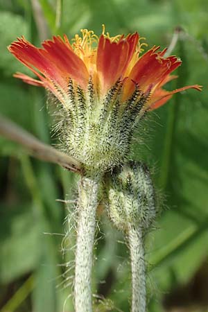 Hieracium x stoloniflorum \ Luferbltiges Habichtskraut / Hybrid Hawkweed, D Hagen 23.5.2019