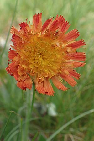 Hieracium x stoloniflorum \ Luferbltiges Habichtskraut / Hybrid Hawkweed, D Hagen 23.5.2019