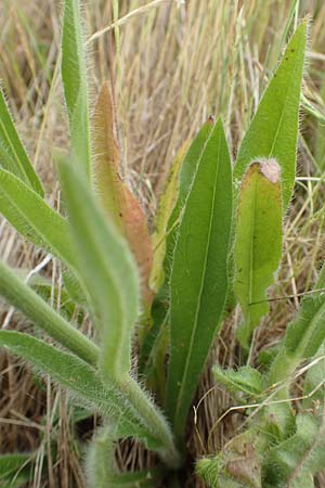 Hieracium caespitosum \ Wiesen-Habichtskraut / Yellow Fox and Cubs, D Neuleiningen 15.6.2020