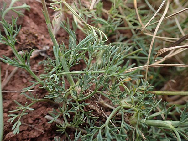 Seseli hippomarathrum \ Pferde-Sesel / Horse Fennel, D Sachsen-Anhalt, Könnern 11.6.2022