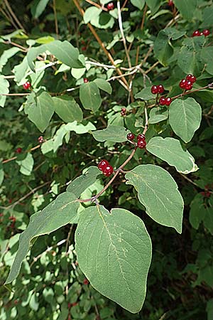 Lonicera xylosteum \ Rote Heckenkirsche / Fly Honeysuckle, D Hechingen 26.7.2015