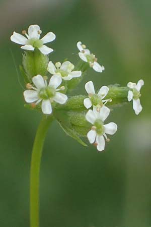 Anthriscus caucalis \ Hunds-Kerbel / Bur Chervil, D Mannheim 13.5.2021