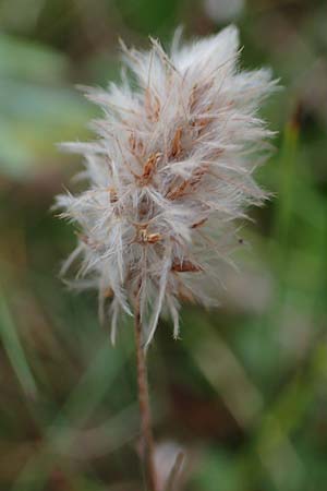 Trifolium arvense \ Hasen-Klee / Hare's-Foot Clover, D Wendtorf 18.9.2021