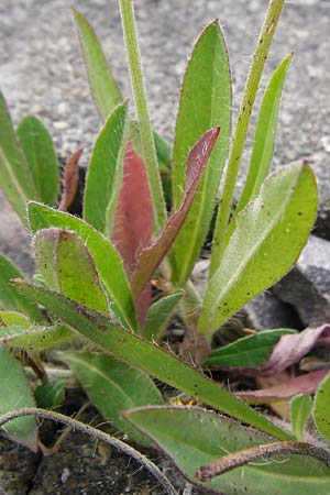 Hieracium leptophyton \ Zartes Habichtskraut, D Enkenbach-Alsenborn 24.5.2015