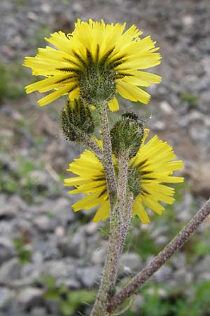 Hieracium leptophyton \ Zartes Habichtskraut / Tender Hawkweed, D Enkenbach-Alsenborn 24.5.2015