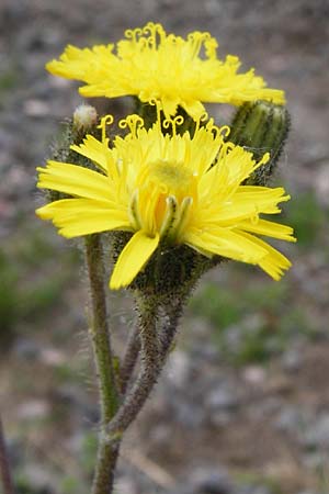 Hieracium leptophyton \ Zartes Habichtskraut, D Enkenbach-Alsenborn 24.5.2015