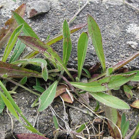 Hieracium leptophyton \ Zartes Habichtskraut, D Enkenbach-Alsenborn 24.5.2015