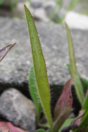 Hieracium leptophyton \ Zartes Habichtskraut / Tender Hawkweed, D Enkenbach-Alsenborn 24.5.2015