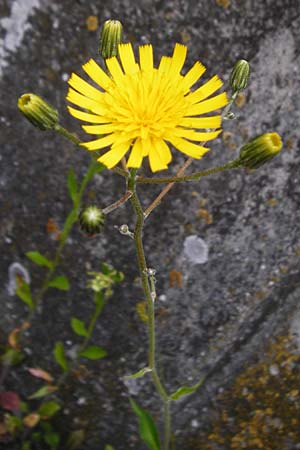 Hieracium lachenalii \ Gewhnliches Habichtskraut / Lachenal's Hawkweed, D Ulm 2.6.2015