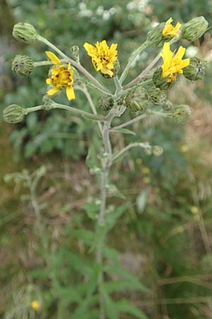 Hieracium laevigatum \ Glattes Habichtskraut / Smooth Hawkweed, D Wald-Erlenbach 30.7.2016