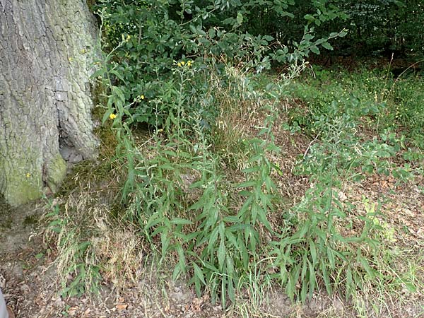 Hieracium laevigatum \ Glattes Habichtskraut / Smooth Hawkweed, D Wald-Erlenbach 30.7.2016