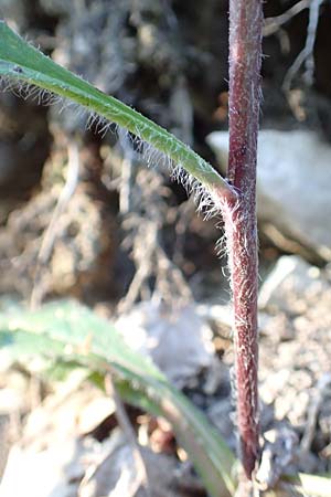 Hieracium lachenalii / Lachenal's Hawkweed, D Spaichingen 25.6.2018