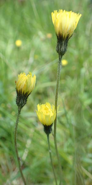 Hieracium lactucella \ Gehrtes Habichtskraut / European Hawkweed, D Raubach 1.6.2019