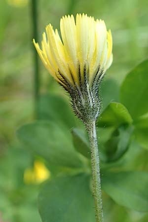 Hieracium lactucella \ Gehrtes Habichtskraut / European Hawkweed, D Raubach 1.6.2019