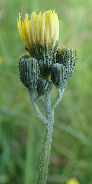 Hieracium lactucella \ Gehrtes Habichtskraut, D Raubach 1.6.2019