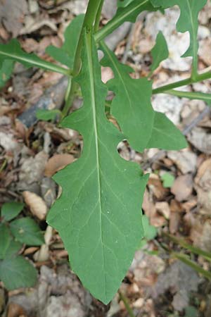 Prenanthes purpurea \ Purpur-Hasenlattich, D Heidelberg 3.5.2020