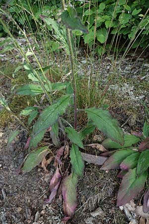 Hieracium lachenalii \ Gewhnliches Habichtskraut, D Odenwald, Lampenhain 17.6.2022