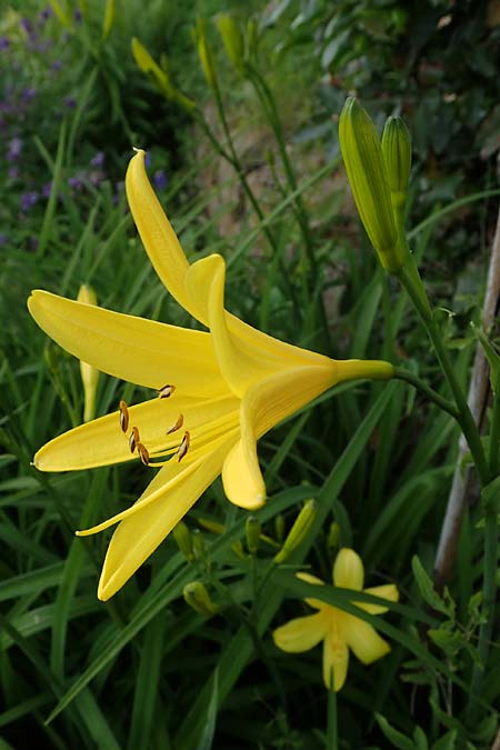 Hemerocallis lilioasphodelus \ Frhe Wiesen-Taglilie / Yellow Day Lily, Lemon Day Lily, D  20.5.2023