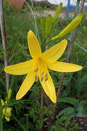 Hemerocallis lilioasphodelus \ Frhe Wiesen-Taglilie / Yellow Day Lily, Lemon Day Lily, D  20.5.2023