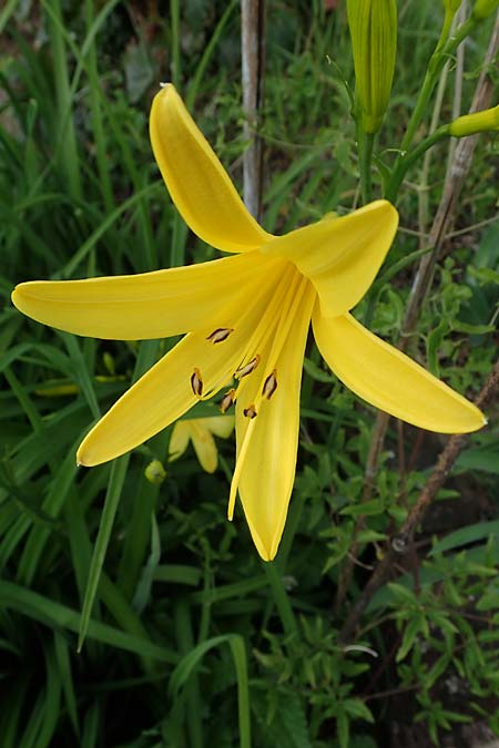 Hemerocallis lilioasphodelus \ Frhe Wiesen-Taglilie / Yellow Day Lily, Lemon Day Lily, D  20.5.2023