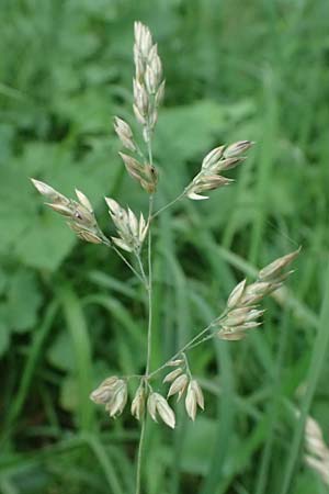 Holcus lanatus \ Wolliges Honiggras / Common Velvet Grass, D Mudau 15.8.2023